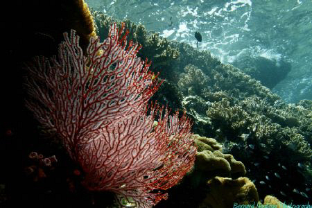 Ligid Island,Davao, Philippines by Bernard Maglana 