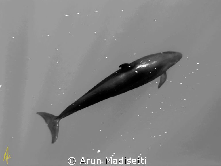 False Killer Whale

Strange happenings when converting ... by Arun Madisetti 