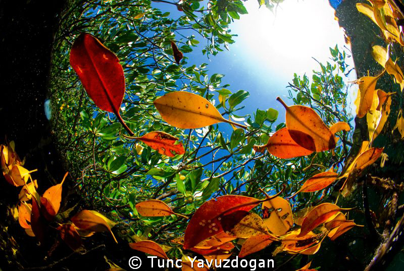 Snorkeling at the mangroves !! by Tunc Yavuzdogan 