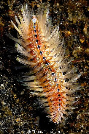 found in Lembeh; D200 by Thomas Lueken 
