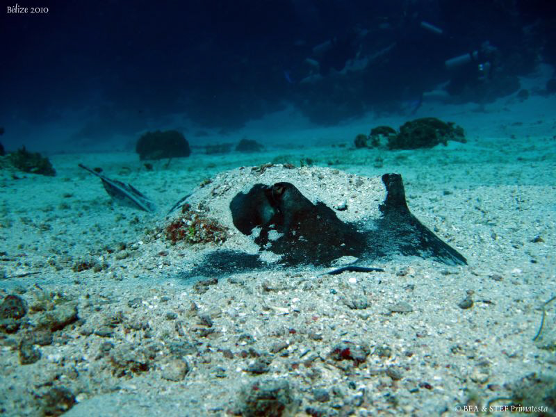 Stingray. Canon Ixus 980. by Bea & Stef Primatesta 