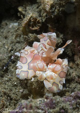 Harlequin shrimp. Lembeh straits. D200, 60mm. by Derek Haslam 
