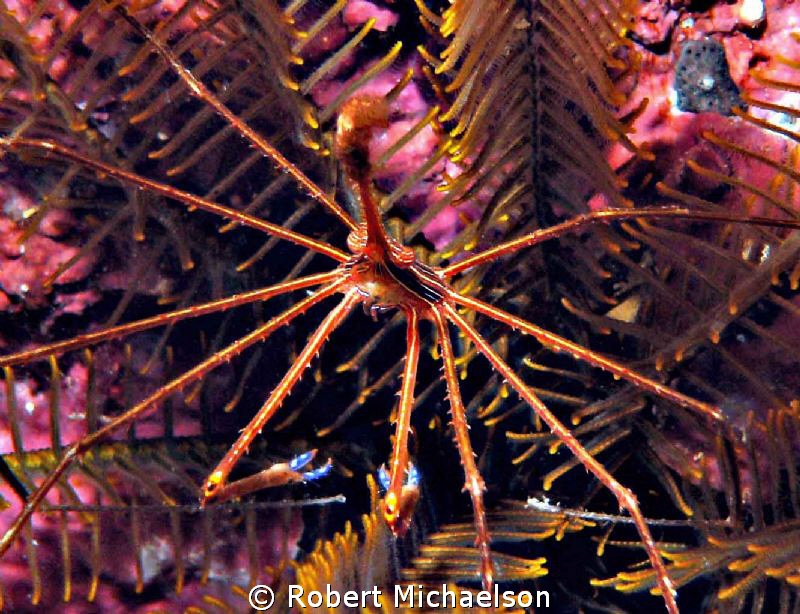 Arrow Crab Utila, Honduras by Robert Michaelson 