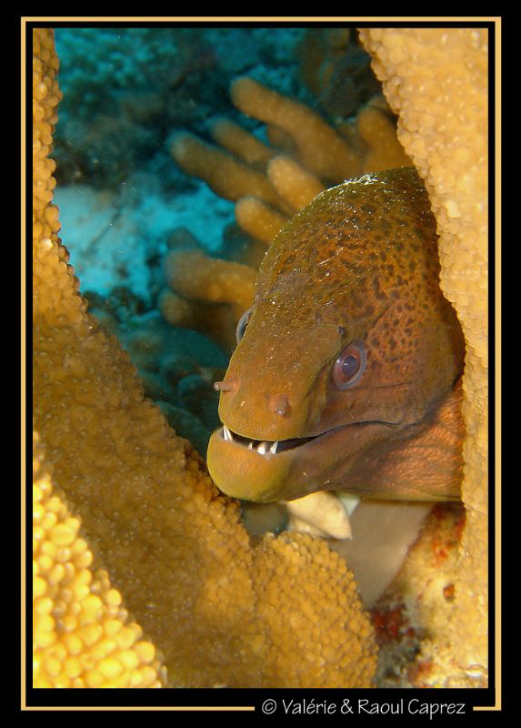 Picture taken in Layang-Layang with a Sony T33. by Raoul Caprez 