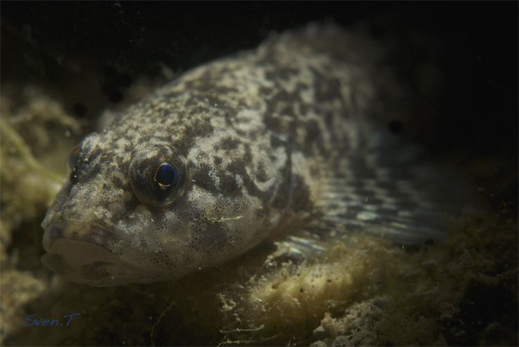 European bullhead, Cottus gobio by Sven Tramaux 