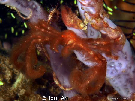 Orangutang Crab.
More photos:  www.jornari.com by Jorn Ari 