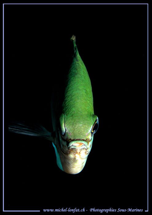 Face to Face... Que du bonheur... :O)... by Michel Lonfat 