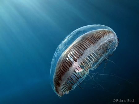 This rare crystal jellyfish ( lat.  Aequorea forskalea ) ... by Roland Bach 