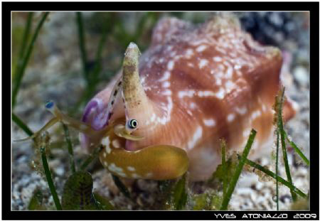 Dumbo of the seas       D200/105 VR by Yves Antoniazzo 
