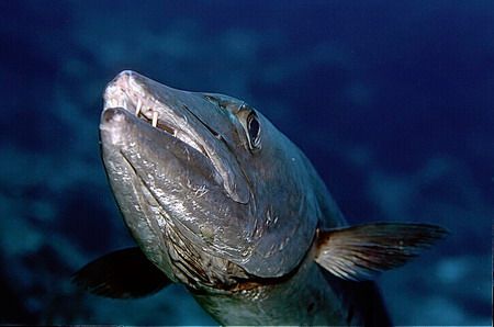 came on this big fella 1 morning in Cozumel on a wall div... by Michael Odonnell 