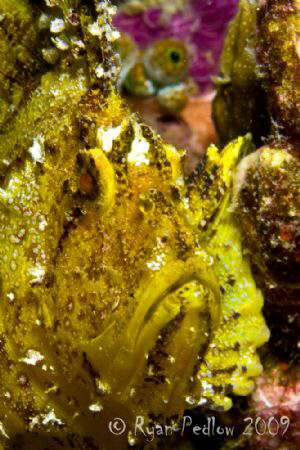 Leafy Scorpion Fish.  Canon 40D, 60mm. by Ryan Pedlow 