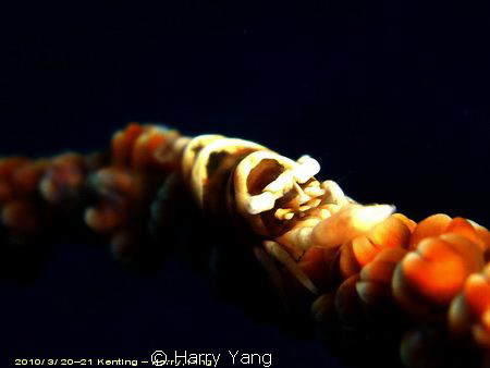2010/ 3/21 Kenting , TAIWAN...
Casio EX-Z1000 by Harry Yang 