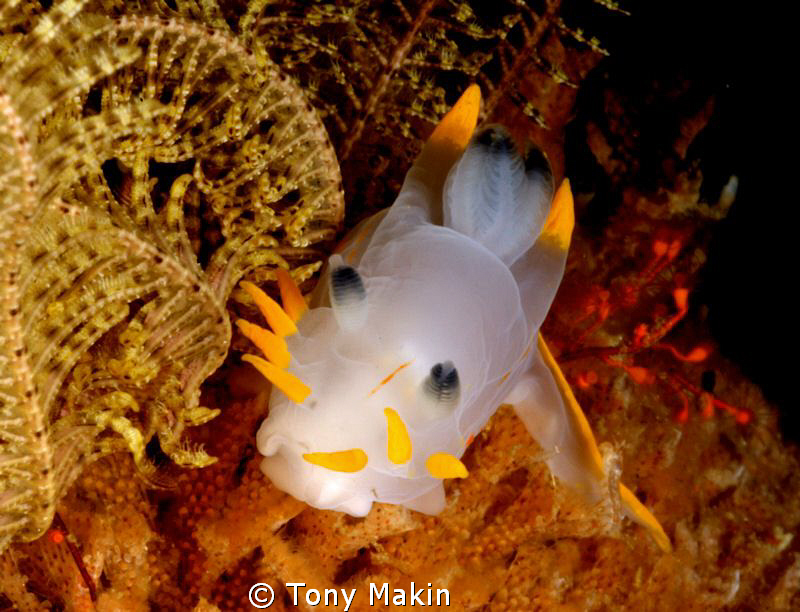 Crowned nudibranch by Tony Makin 