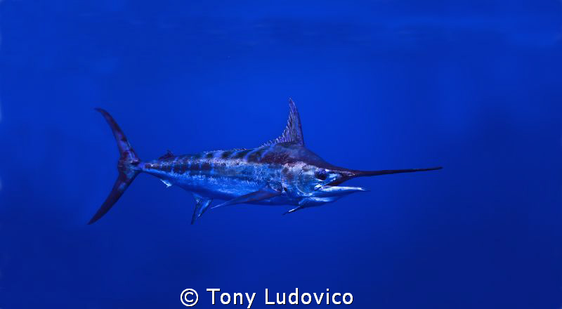 300lb Blue Marlin successfully released off the coast of ... by Tony Ludovico 