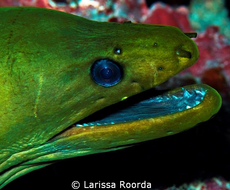 Moray by Larissa Roorda 