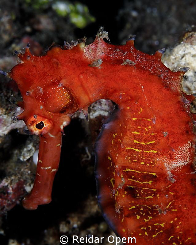 Hippocampus Hystrix by Reidar Opem 