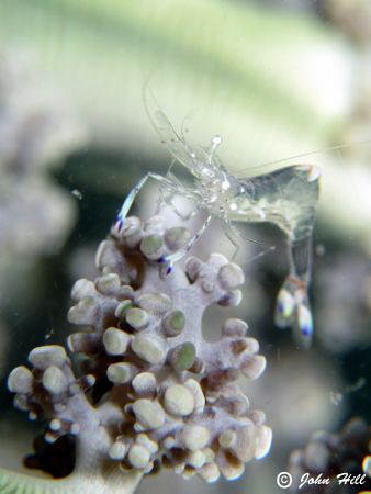 Shrimp on a 'flower' by John Hill 