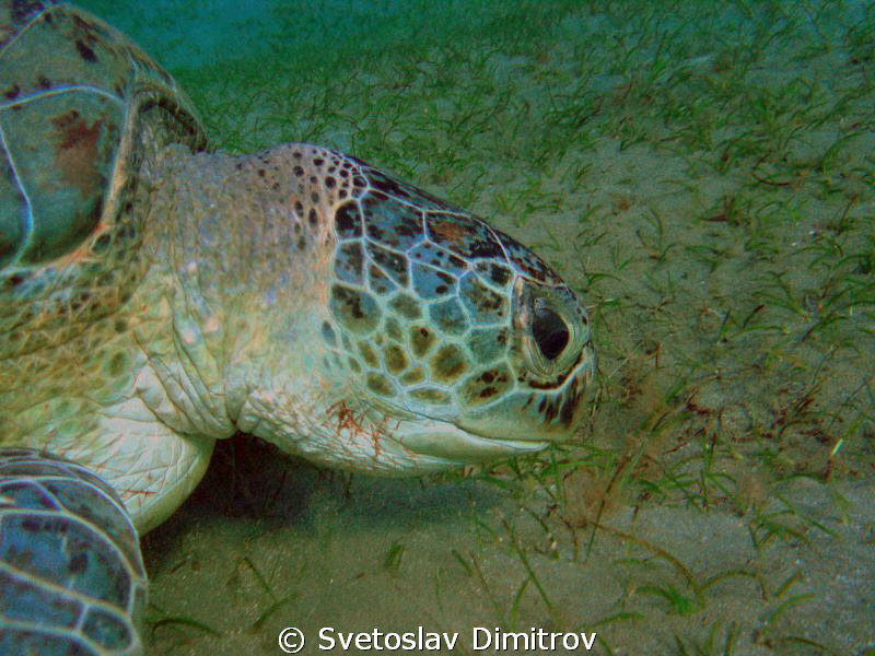 Turtle by Svetoslav Dimitrov 