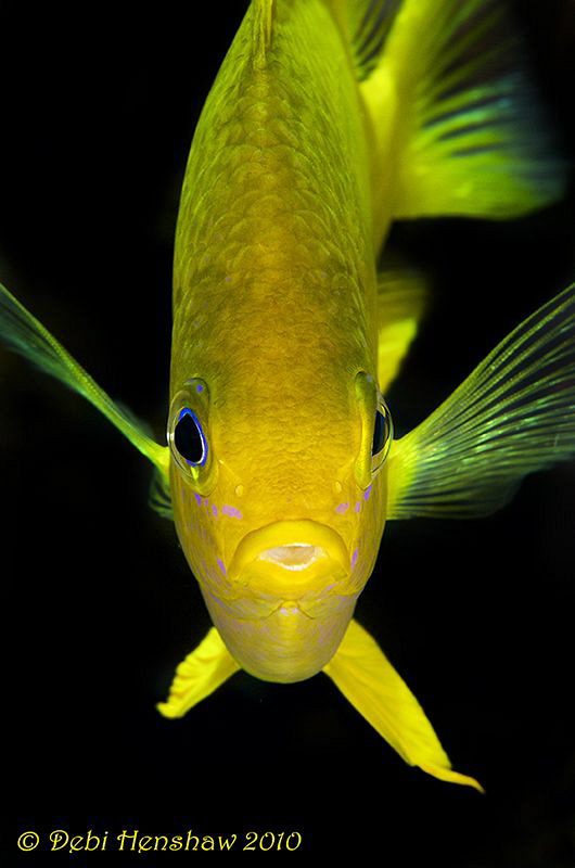 Yellow Damsel by Debi Henshaw 