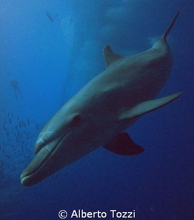 Lucky day @ S.S.  Thistlegorm by Alberto Tozzi 