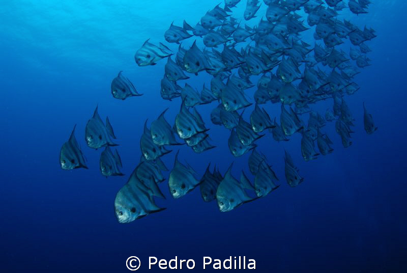 Spadefish Family
Nikon D80 with 15mm lens, Shoot 1/60 se... by Pedro Padilla 