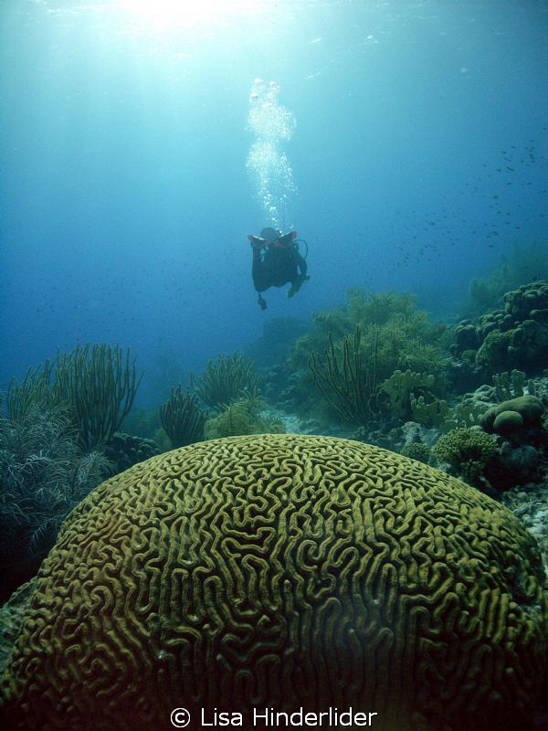 "Going Home"
Heading back after an excellent day of diving! by Lisa Hinderlider 