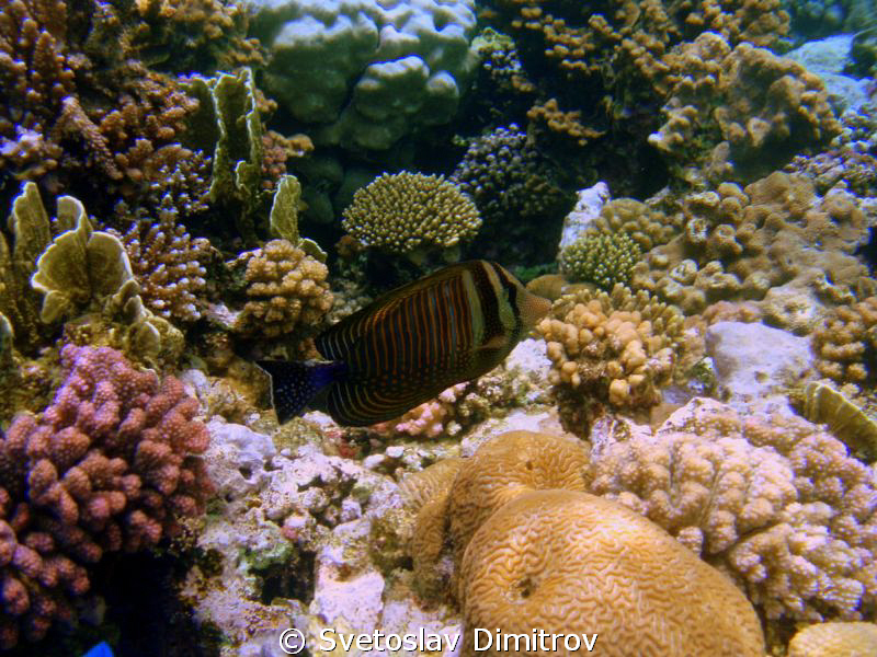 Shallow water, no strobe, snorkeling by Svetoslav Dimitrov 