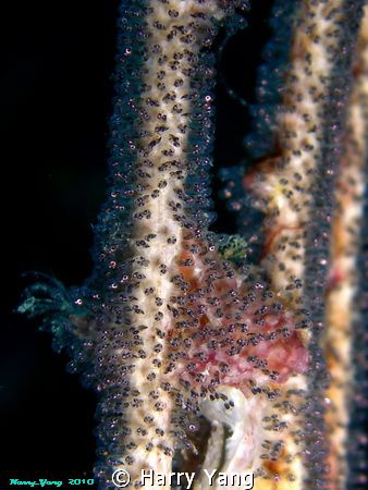 Goby egg`s   
by Casio EX-Z1000 ,Kenting,TAIWAN. by Harry Yang 