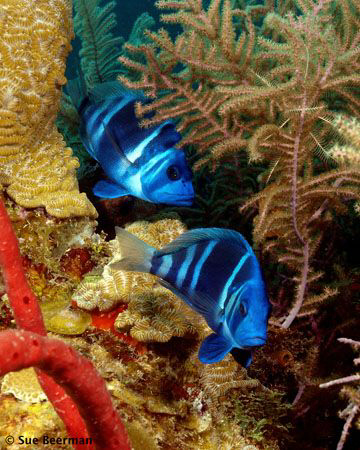 Two indigo hamlets play follow the leader by Susan Beerman 