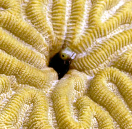 Peek-a-boo! Nikon 990 w/video light.
Roatan, Honduras by Tony Bell 