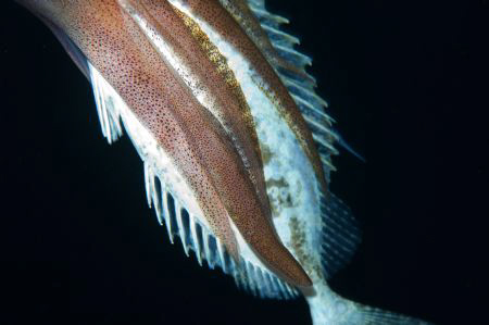 Close up of a Reef Squid attacking a Rabbitfish at night.... by Paul Colley 