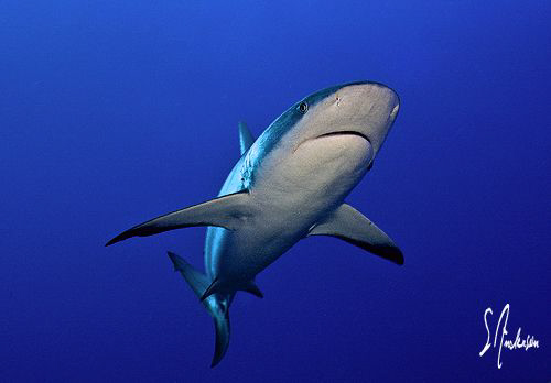 This Reef Shark arrives from the deep and ventures into t... by Steven Anderson 