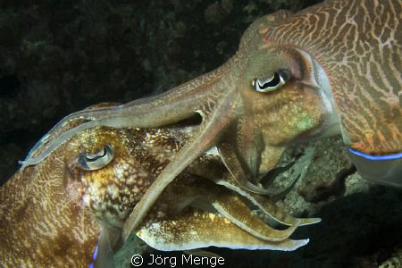 Sepien in Love by Jörg Menge 