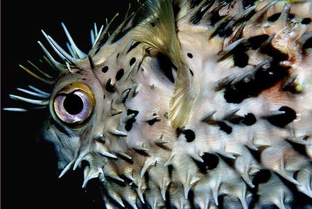 these little creatures are great if you catch the eye in ... by Michael Odonnell 