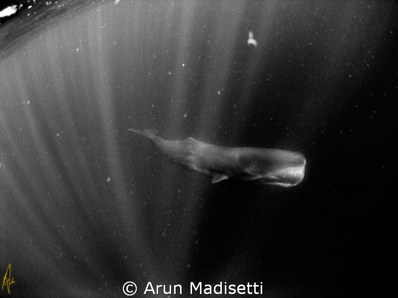 poor visibility, big swells, desaturate and it looks stra... by Arun Madisetti 