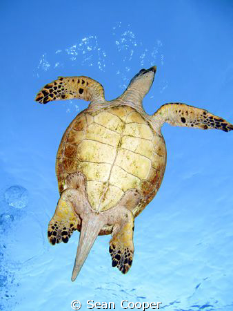 Hawksbill by Sean Cooper 