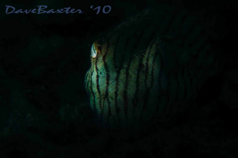 stripped squid by Dave Baxter 