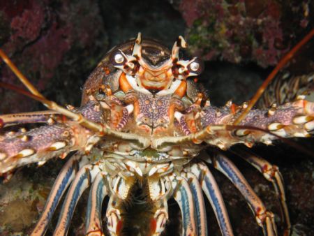 Lobster
Turks and Caicos
PowerShot S410 with SunPak G-f... by Tyler Morgan 