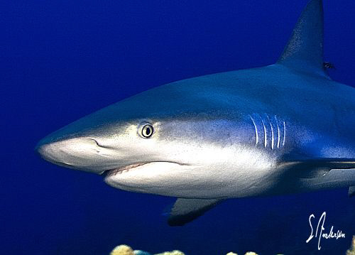 Reef Sharks to the left , to the right, and in front of m... by Steven Anderson 