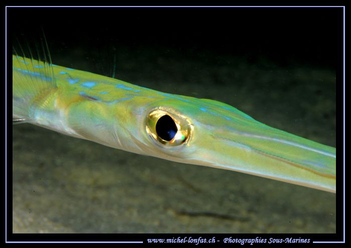 During a night dive... taking advantage of our ligths to ... by Michel Lonfat 