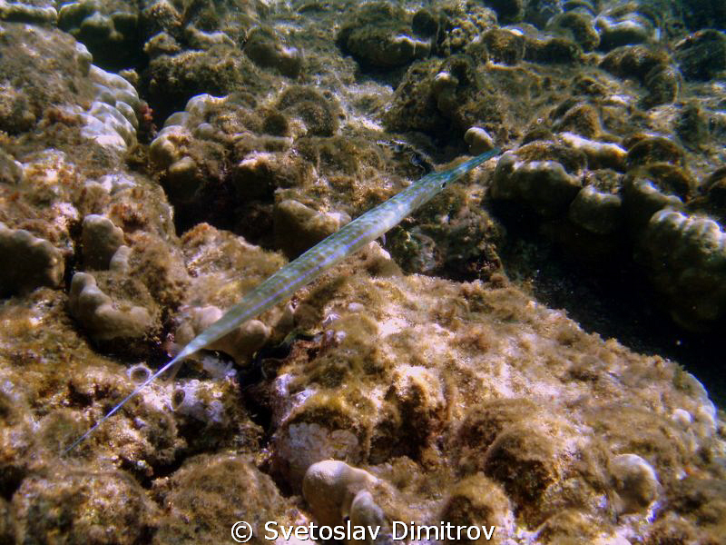 Trumpetfish by Svetoslav Dimitrov 