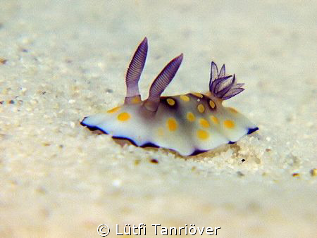 Hello...
A tiny nudy.... by Lütfi Tanrıöver 