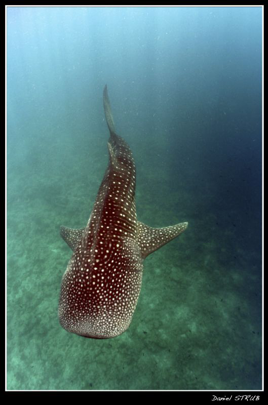 Rhincodon typus :-D by Daniel Strub 
