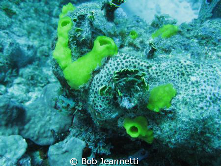 Tiny fire coral and tiny sponges by Bob Jeannetti 