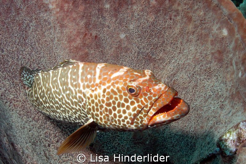 I like how this grouper just lays inside the barrel spong... by Lisa Hinderlider 