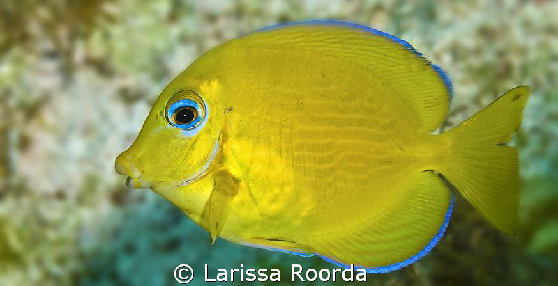 Juvenile Blue Tang (Acanthurus coeruleus) by Larissa Roorda 