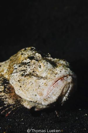 found in Lembeh; D200 by Thomas Lueken 
