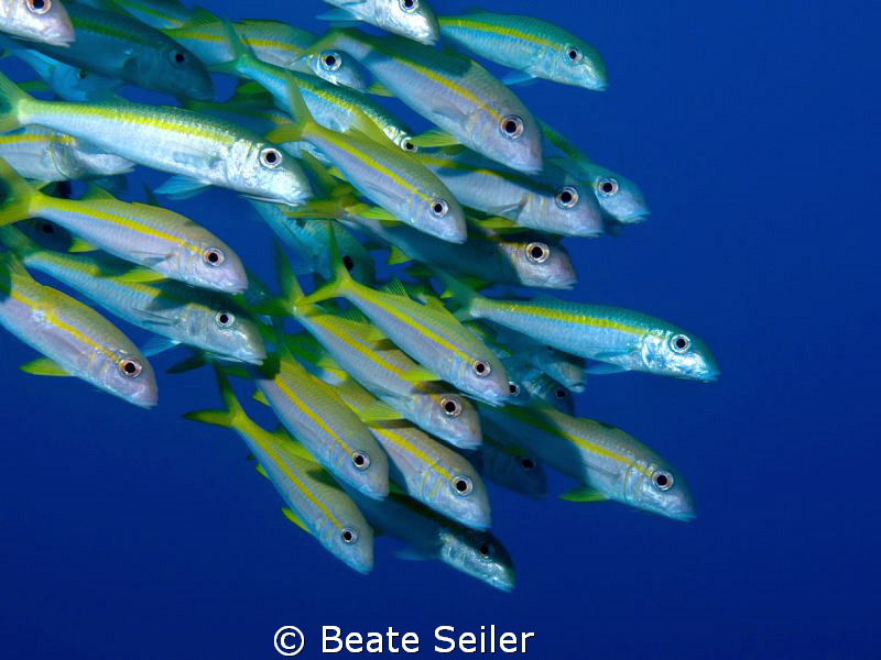 Yellowfin Goatfish at El Quadim, taken with Canon G10 by Beate Seiler 