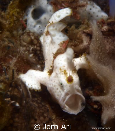 Say Ahhh.
10 mm Frogfish with open mouth.
More photos: ... by Jorn Ari 