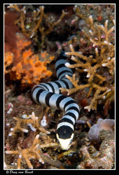 Seasnake. by Dray Van Beeck 